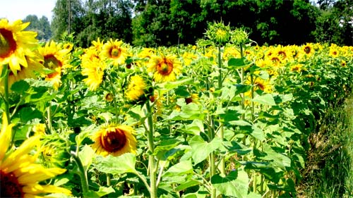 Sonnenblumen - Felder im Oderbruch.